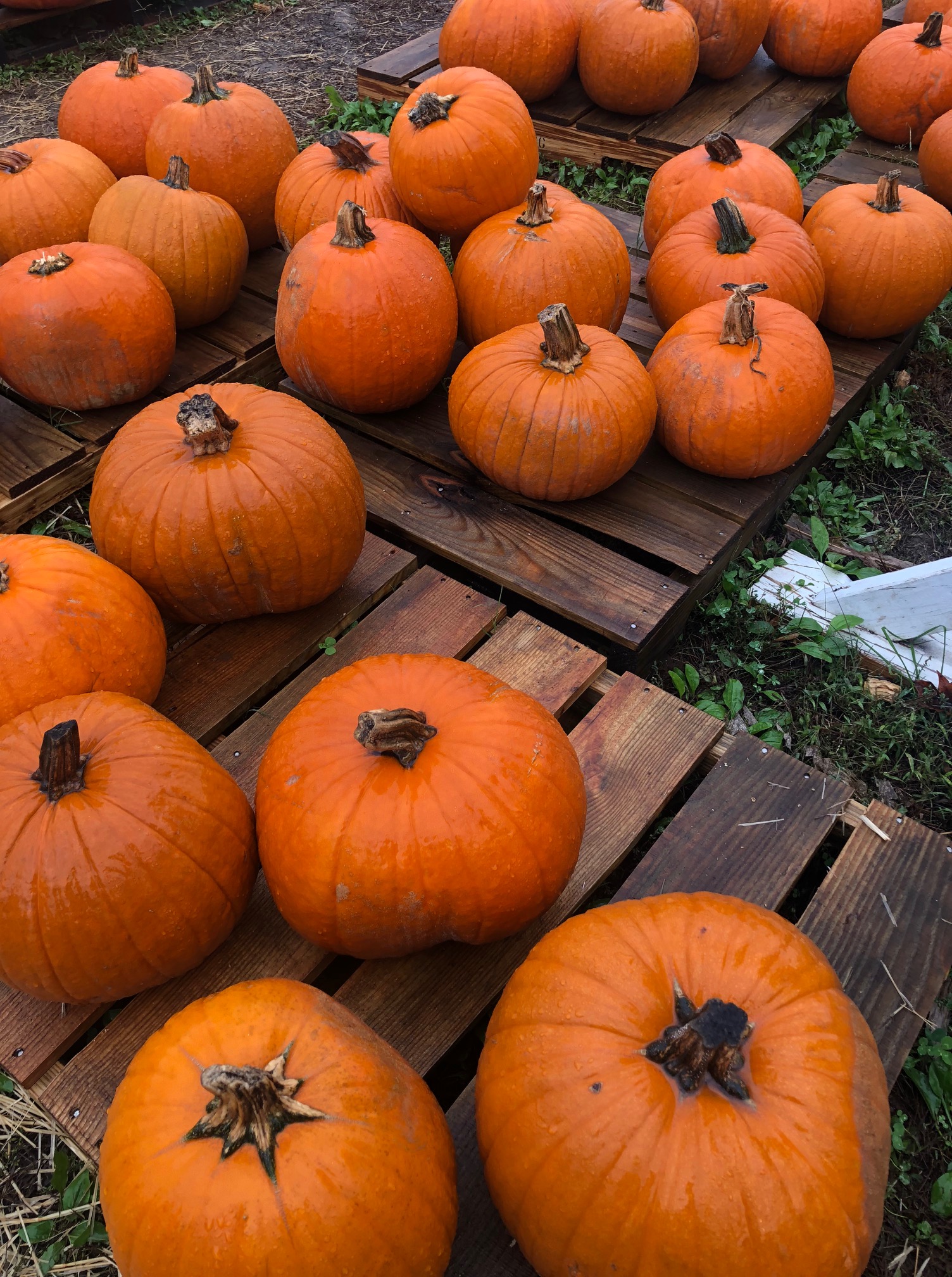 I Must Be Crazy: NaNoWriMo and Other Fall Things